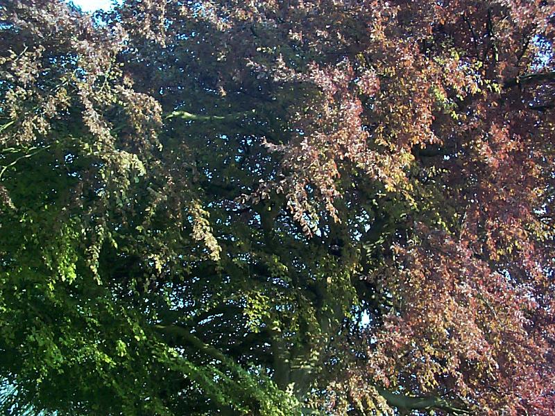 Free image of copper beech