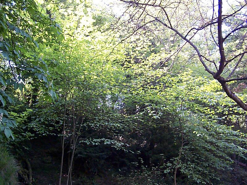 Free Stock Photo: sunlit trees in a woodland forested area