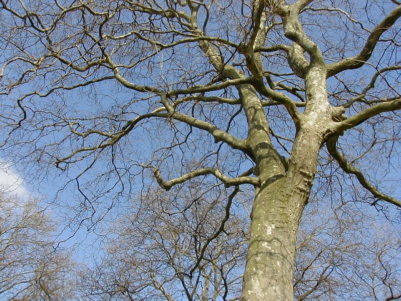 Free Stock Photo: Bare branched leafless deciduous trees in late autumn or winter against a sunny blue sky, looking up from below