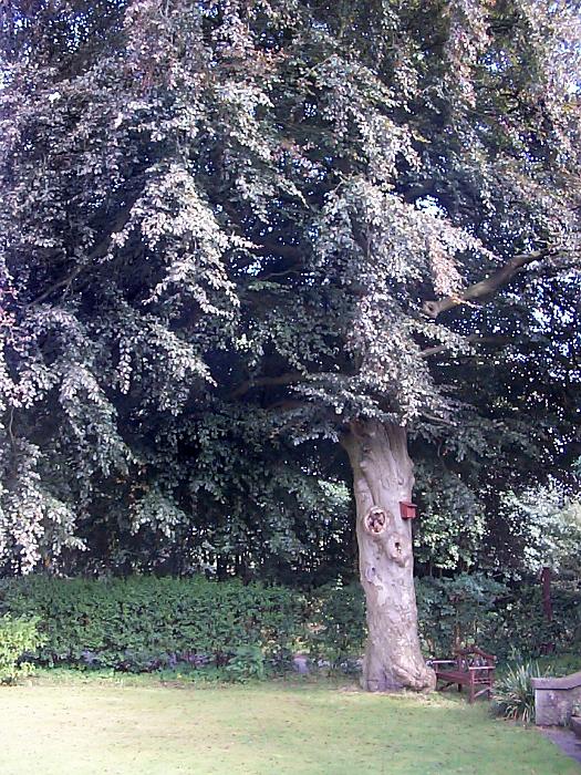 Free Stock Photo: a large beech tree in a lawned garden