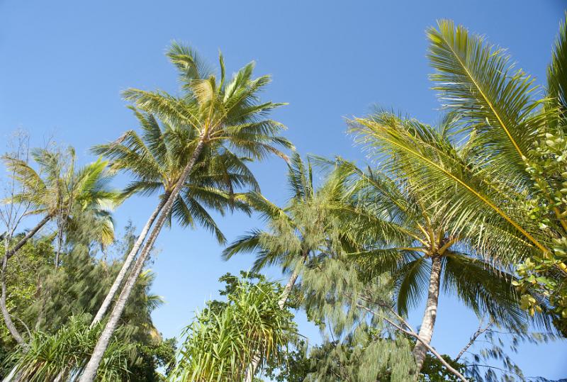 Free Stock Photo: Low Angle View of Tops of Green Palm Trees Against Clear Blue Sky in Tropical Location