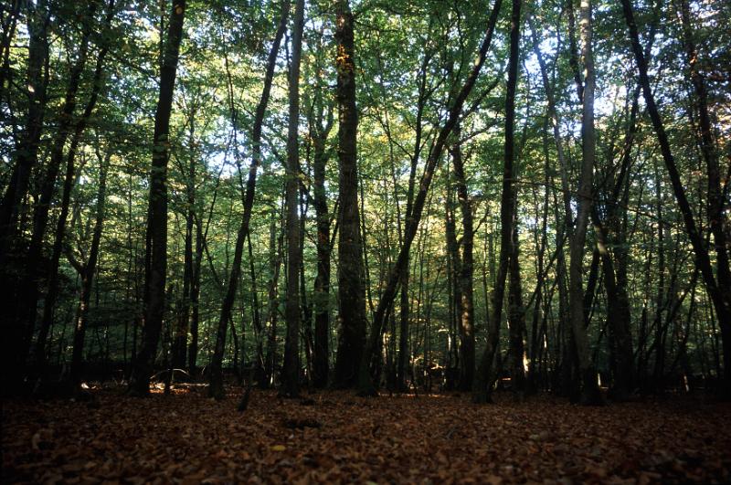 Free Stock Photo: A leaf covered clearing in an english woodland surrounded by trees