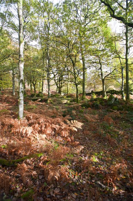Free Stock Photo: Woodland glade with leafy green deciduous trees and brown dried bracken on the ground in a nature or fall background