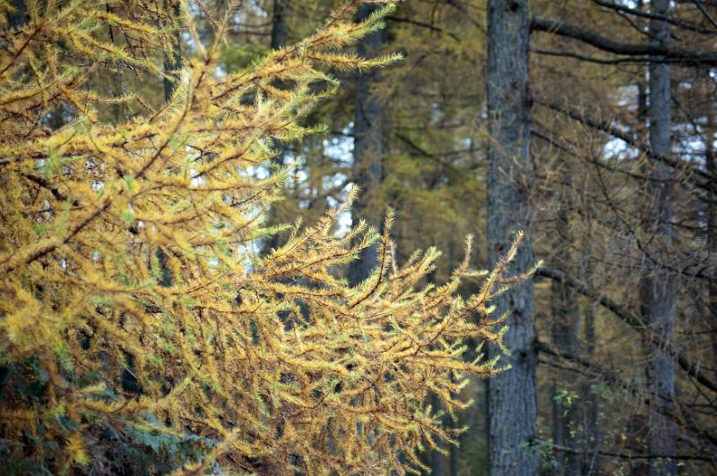 Free Stock Photo: Close Up of Yellow Larch Branches - Deciduous Tree in front of Tall Evergreen Tree Trunks in Dense Forest