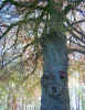 tree01827.jpg (835126 bytes)