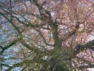 tree01828.jpg (836240 bytes)