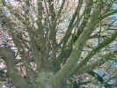 tree01836.jpg (700416 bytes)