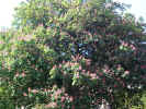 tree01950.jpg (587482 bytes)