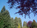 trees01830.jpg (617914 bytes)