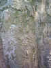 trees01839.jpg (645600 bytes)