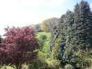 trees01856.jpg (82648 bytes)