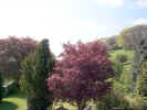 trees01857.jpg (514752 bytes)