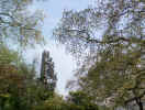 trees01913.jpg (514961 bytes)
