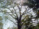 trees01915.jpg (753177 bytes)