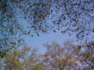 trees01941.jpg (477562 bytes)