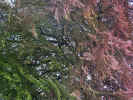 trees02024.jpg (584738 bytes)