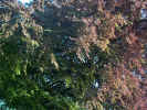 trees02029.jpg (608932 bytes)