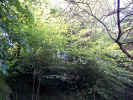 trees02064.jpg (771881 bytes)