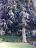 treesbeech02562.jpg (730712 bytes)