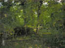 woods00038.jpg (507156 bytes)