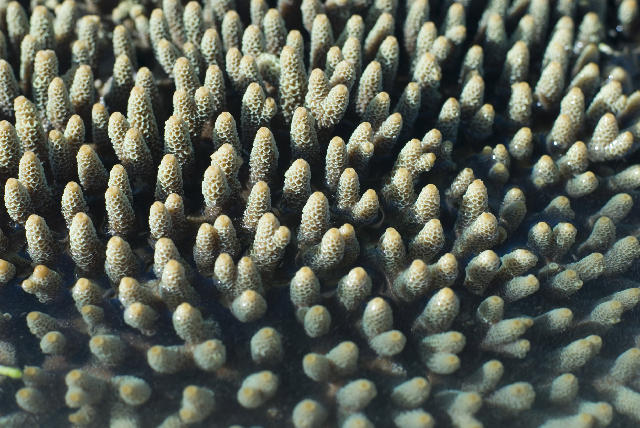 Free Stock Photo: Acropora, a genus of coral in the Cnidaria phylum
