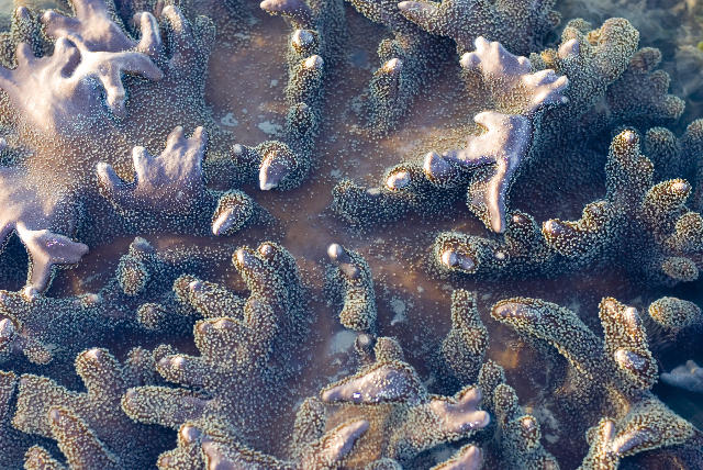 Free Stock Photo: leather corals of the order Alcyoniidae