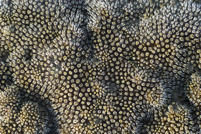 Free Stock Photo: Coral of the Faviidae family, Genus Cyphastrea agassizi