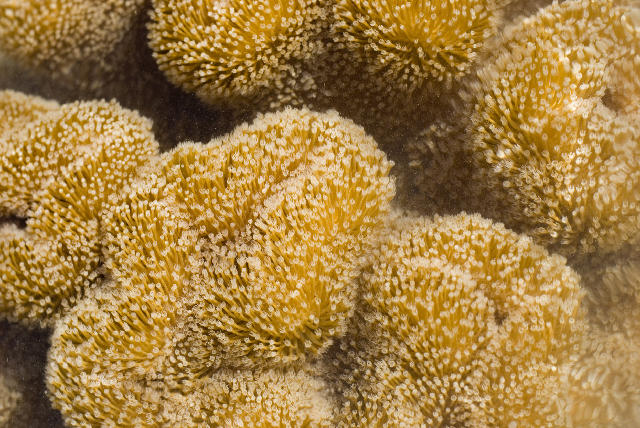 Free Stock Photo: A leather or 'toadstool' coral, Sarcophyton sp., family Alcyoniinae