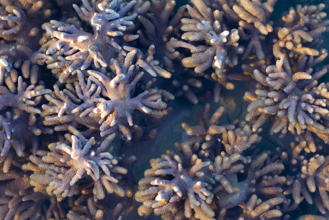 Free Stock Photo: corals of the genus Sarcophyton, or 'leather corals'