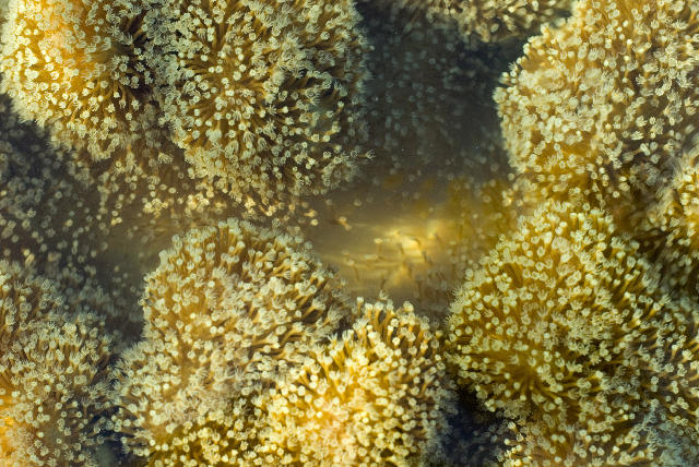 Free Stock Photo: polyps of leather (soft) coral from the genus Sarcophyton