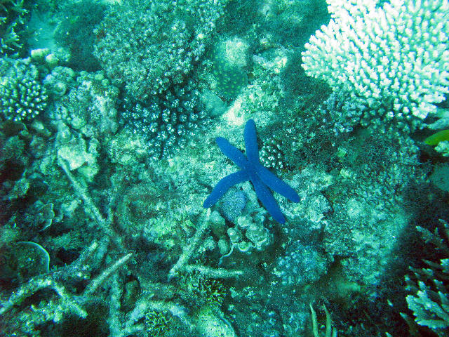 Free Stock Photo: A small blue starfish amongst corals on the barrier reef