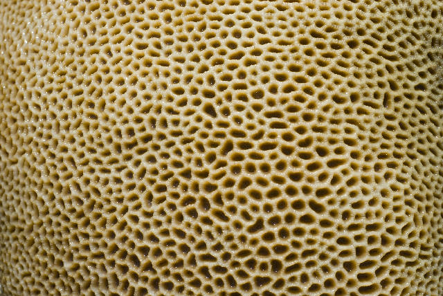 Free Stock Photo: Close up on the surface of a boulder or brain coral