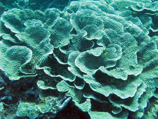 Free Stock Photo: study of coral forms, cabbage coral, turbinaria reniformis