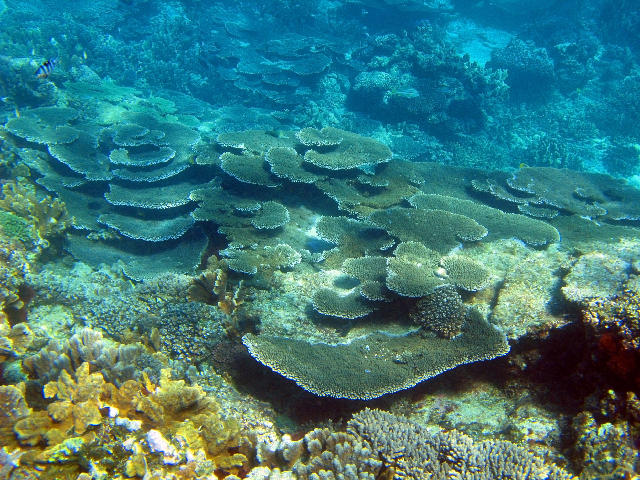 Free Stock Photo: Coral reef composed of growing plate corals