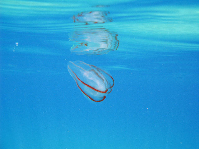 Free Stock Photo: A comb jelly of the phylum Ctenophora