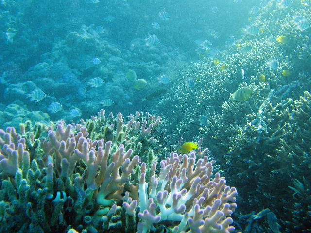 Free Stock Photo: colourful pink finger coral and a shoals of reef fish