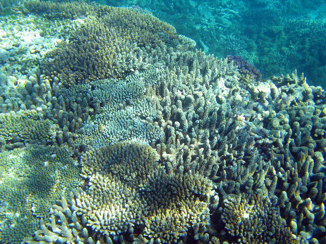 Free Stock Photo: an assortment of coral formations, some branchin corals and some plate coral overgrowing