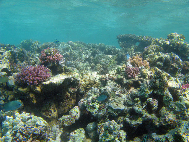 Free Stock Photo: Corals and other marine life on australias great barrier reef