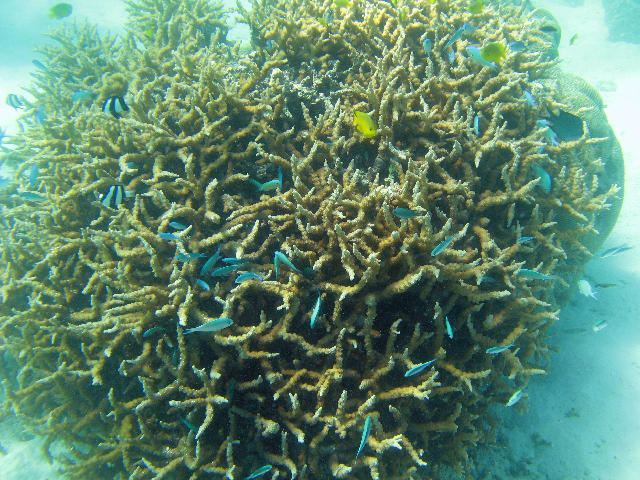 A ball of hard coral and small reef fish at lady musgrave island
