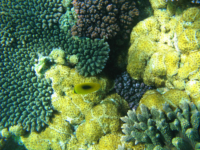 Free Stock Photo: A yellow reef fish camouflage against a colourful coral background