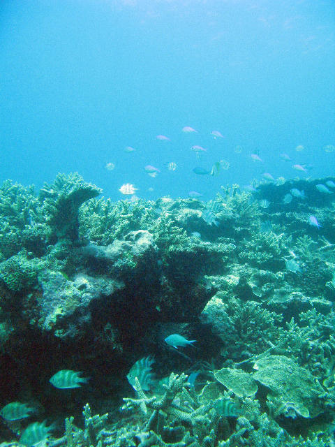 Coral reef and an assortment of reef fish