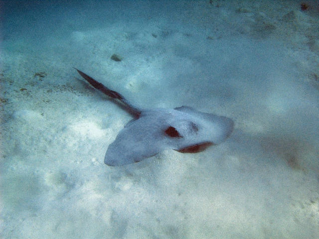 Free Stock Photo: A cow tail ray attempting to hide on a sandy ocean bottom