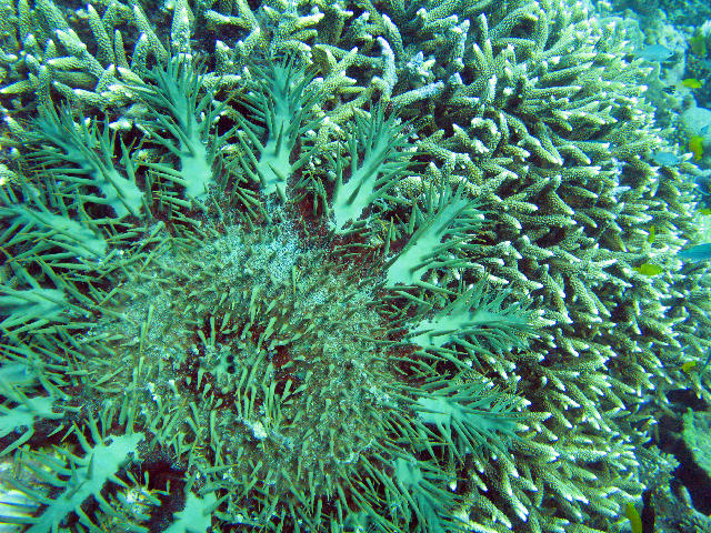 Free Stock Photo: Acanthaster planci - Crown of thorns starfish feeding on coral polyps