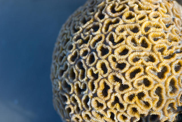a brain coral, Favia sp, from the coral faimily Faviidae