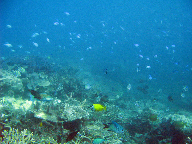Coral reef and an assortment of reef fish