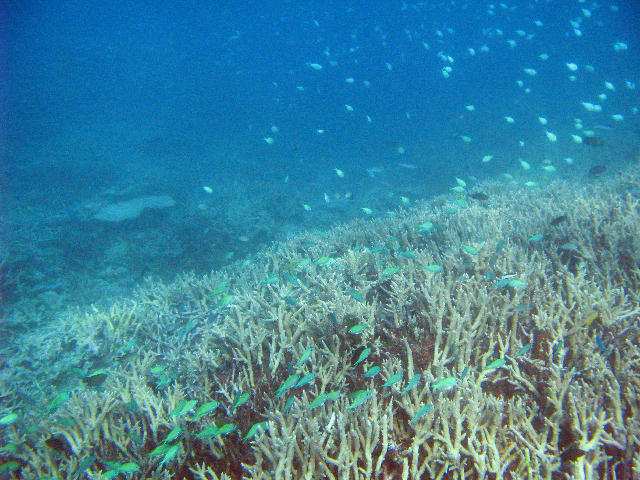 an assortment of corals and reef fish