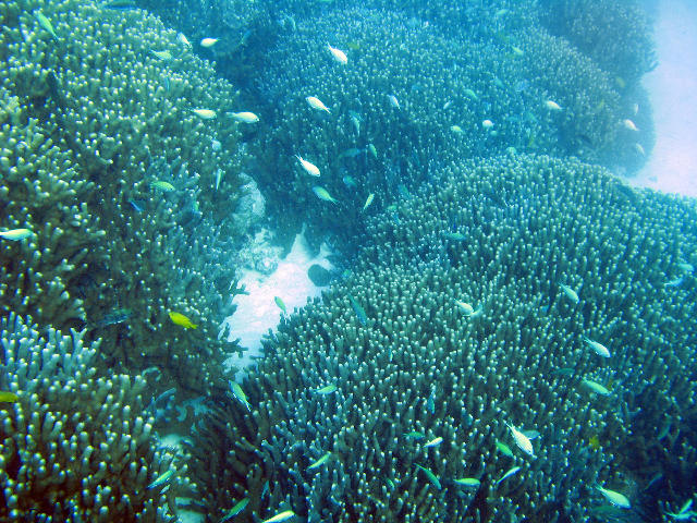an assortment of corals and reef fish