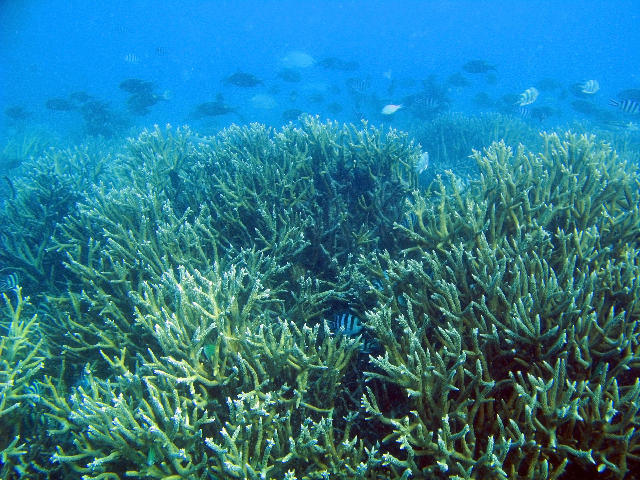 an expanse of sharp branching coral and reef fish