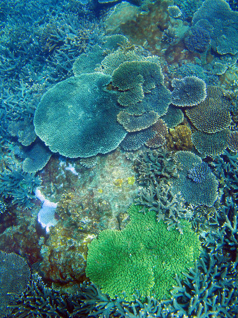 Free Stock Photo: A colourful assortment of plate corals on the sea bed off great keppel island, queensland, australia