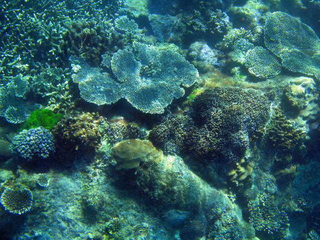 Free Stock Photo: colourful corals growing on the sea bed